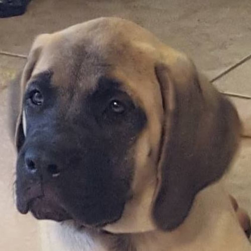 Meet your Posher, Bailey