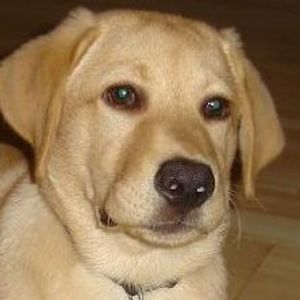 Meet your Posher, Mei