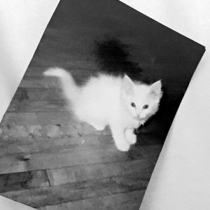 Meet your Posher, Greta