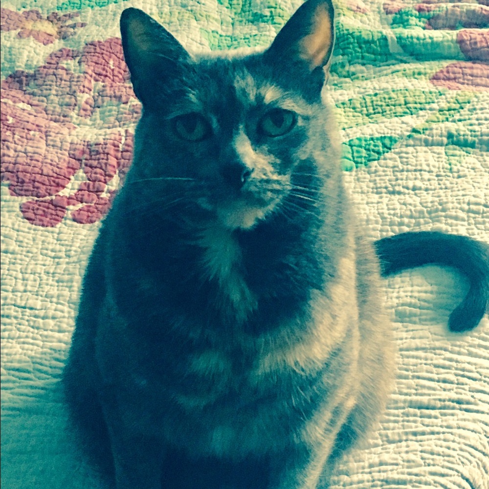 Meet your Posher, Darcy