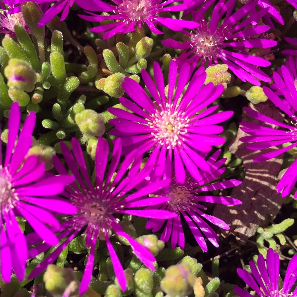 Meet your Posher, Lucia