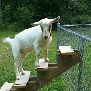 Meet your Posher, Candace