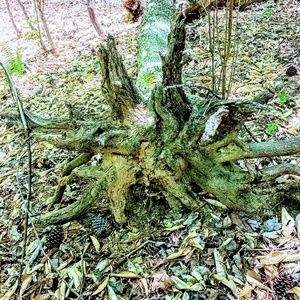 Meet your Posher, Kena