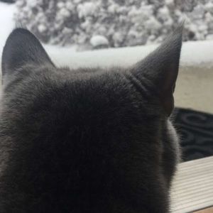 Meet your Posher, Areeba