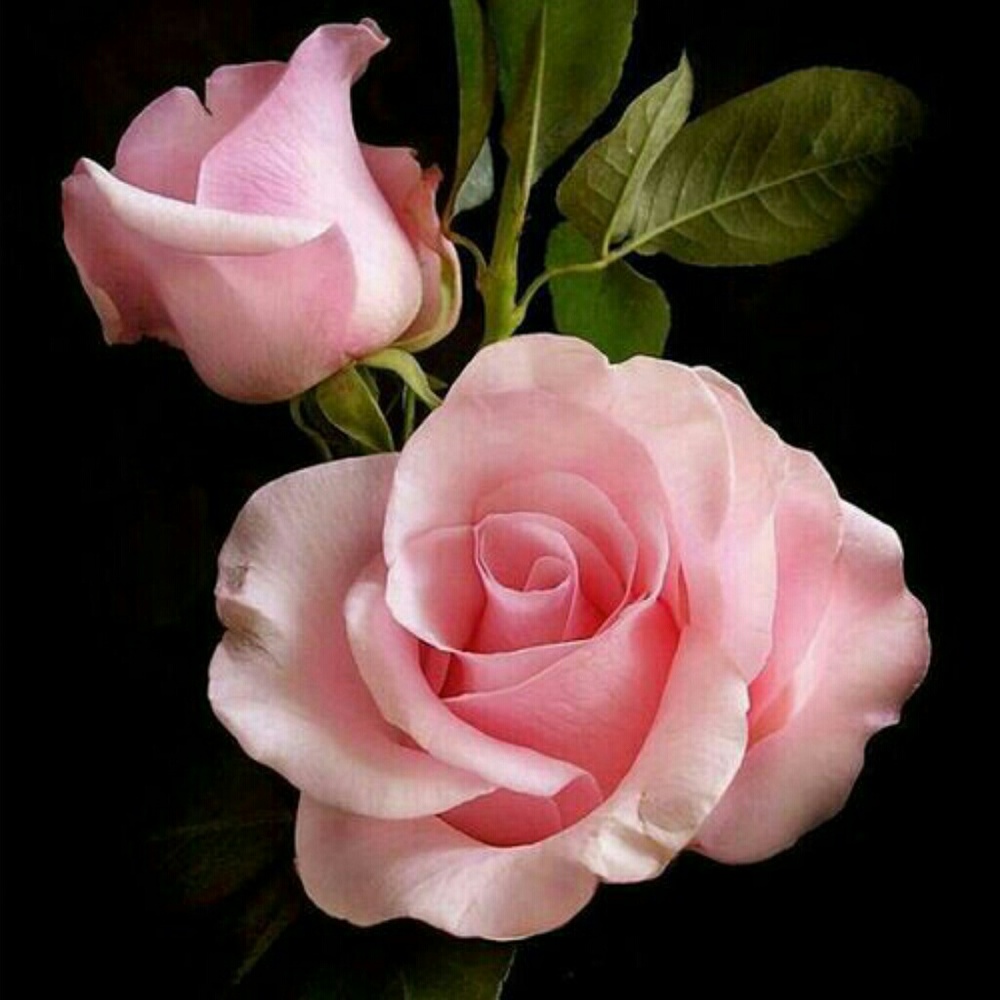 Meet your Posher, Leticia