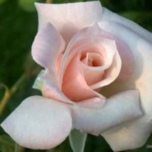 Meet your Posher, Addie