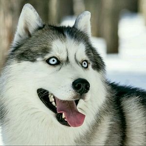 Meet your Posher, Misha