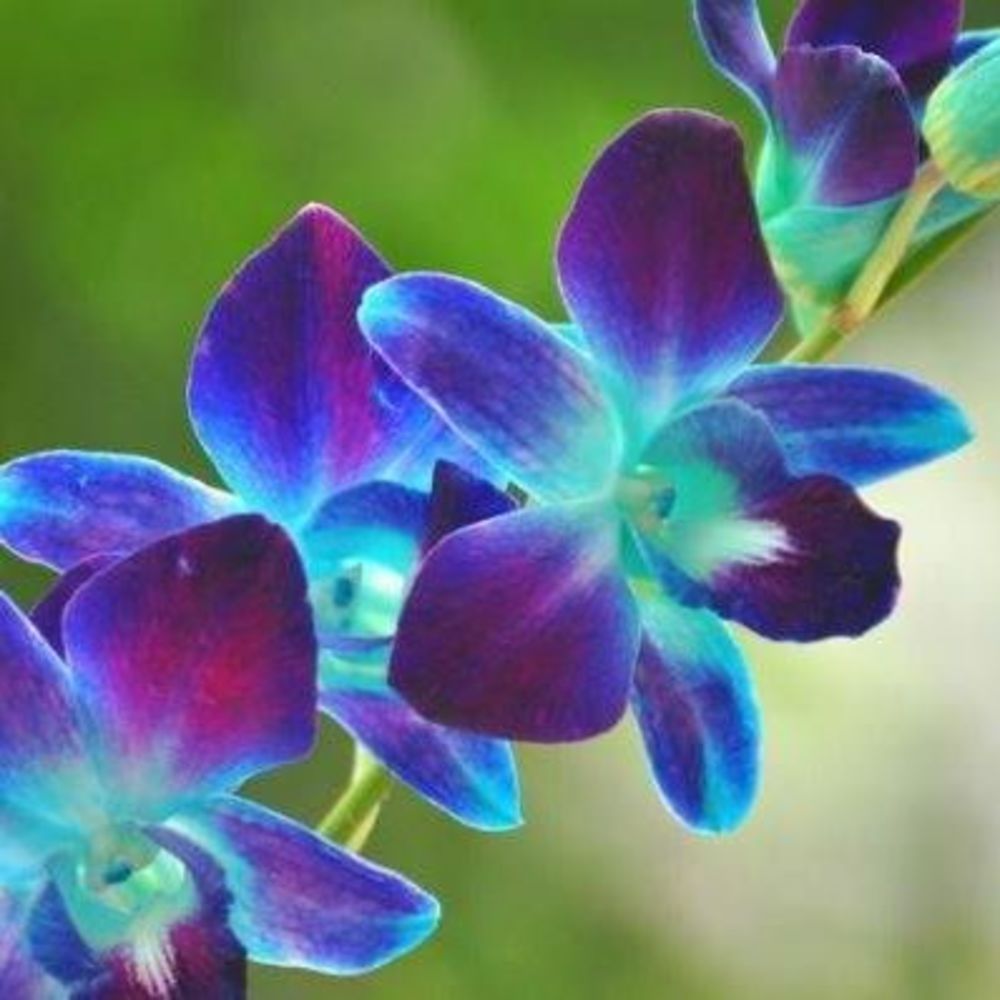 Meet your Posher, Kanita