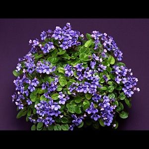 Meet your Posher, Nelvia