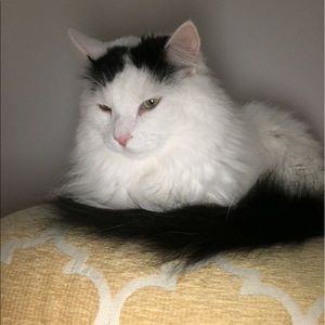 Meet your Posher, Dawn