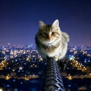 Meet your Posher, Lolo