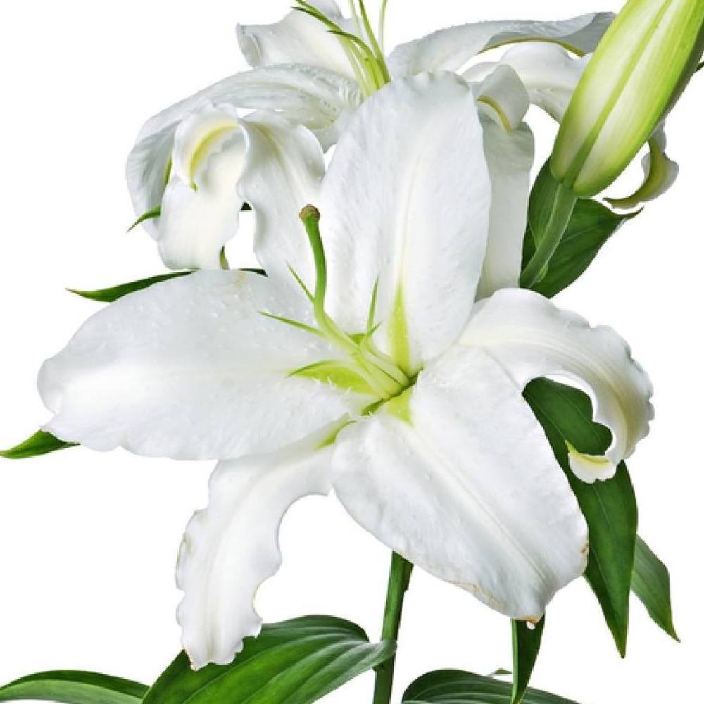 Meet your Posher, Sybil