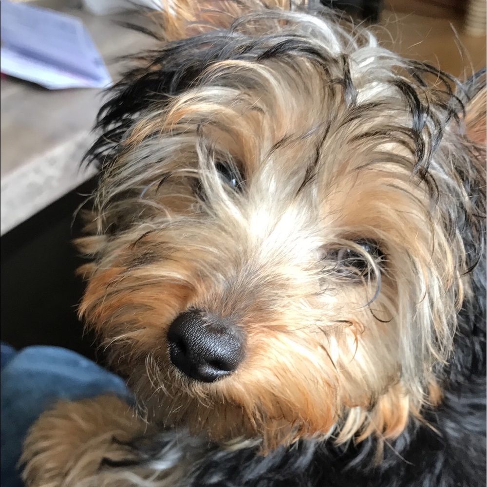Meet your Posher, Luz