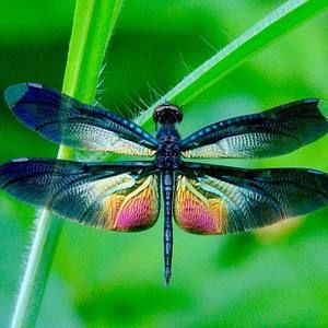 Meet your Posher, Molly