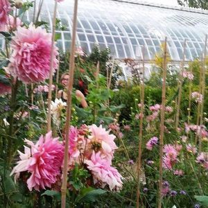 Meet your Posher, Bridget