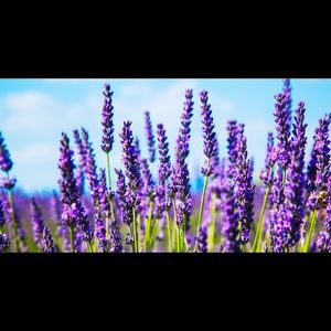 Lavender - SqueezeMeSugar 🌻