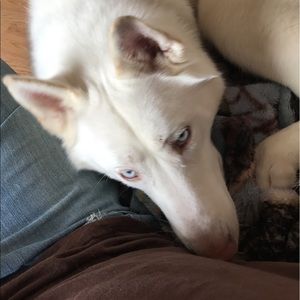 Meet your Posher, Jake