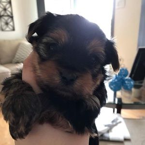 Meet your Posher, Julie