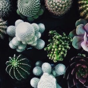 Meet your Posher, Tony