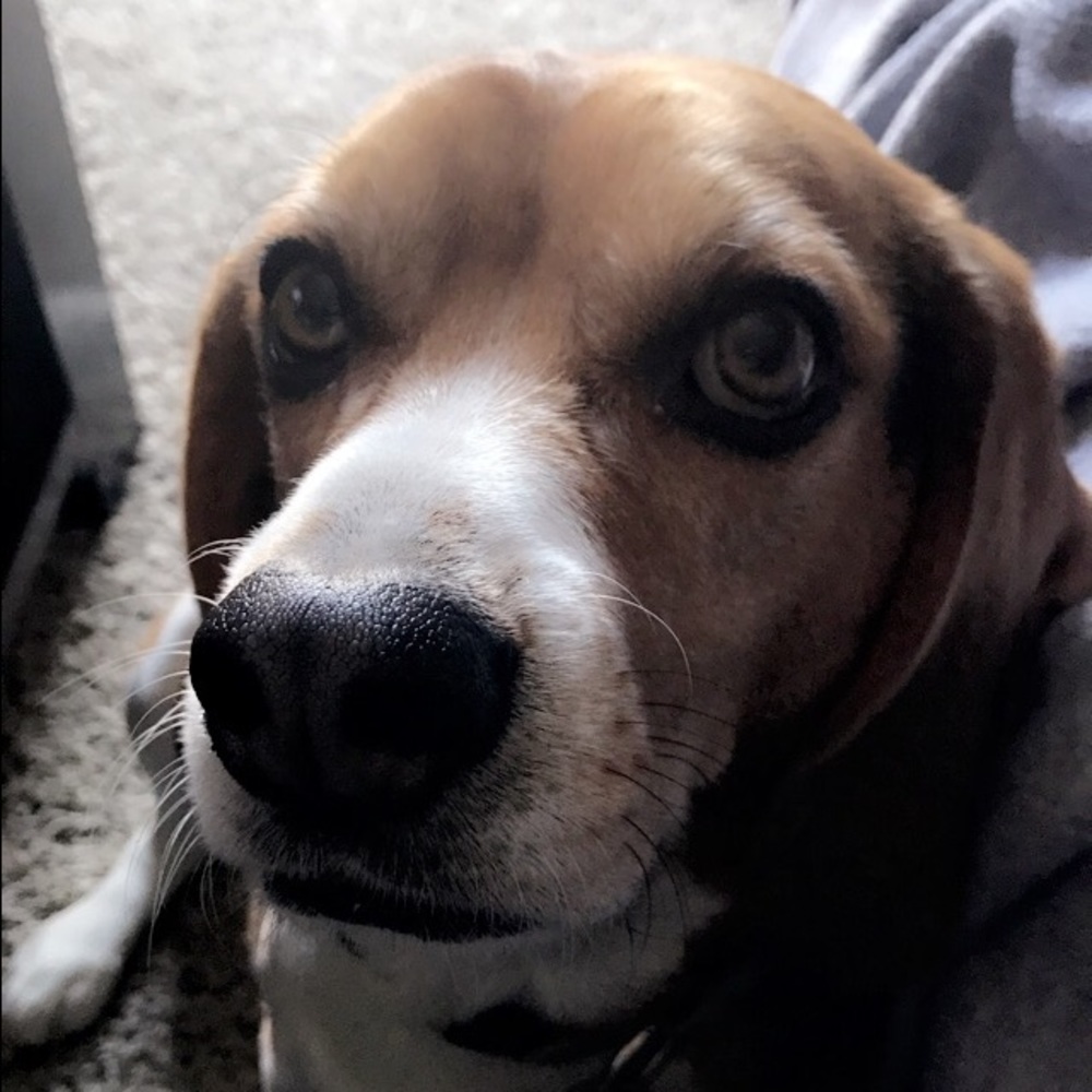 Meet your Posher, Logan