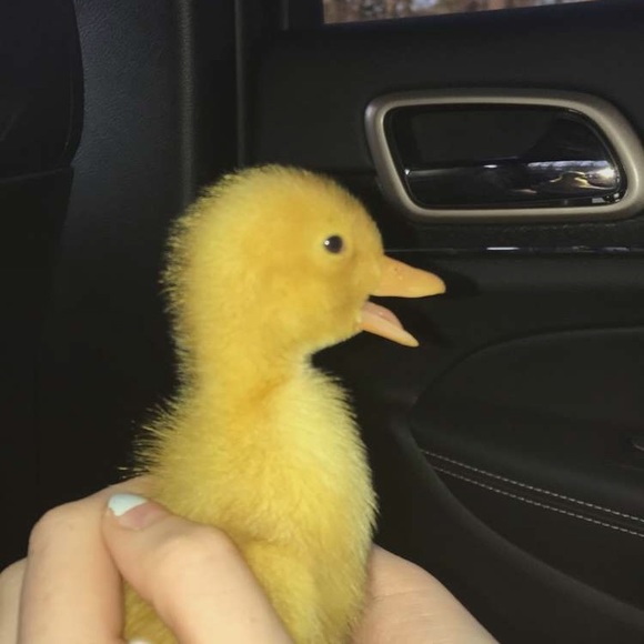 A Duck - Picture 1 of 1