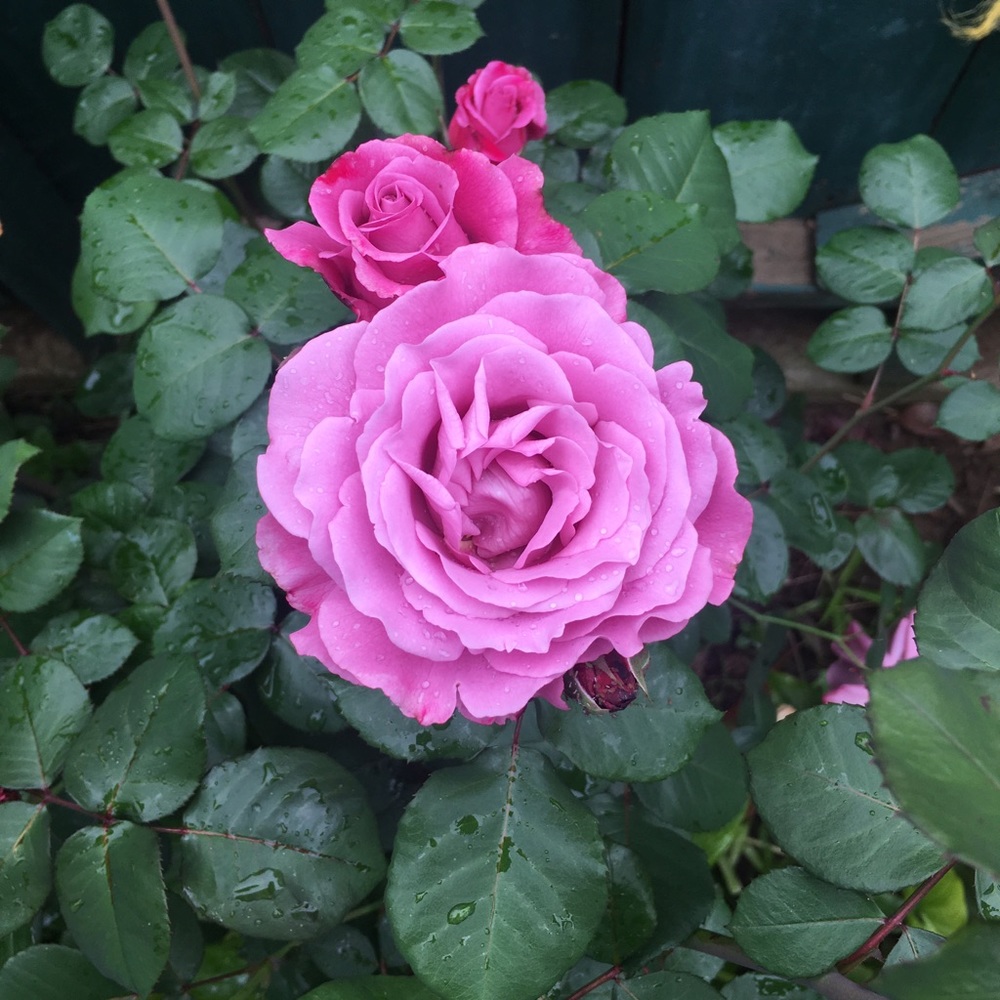 Meet your Posher, Victoria