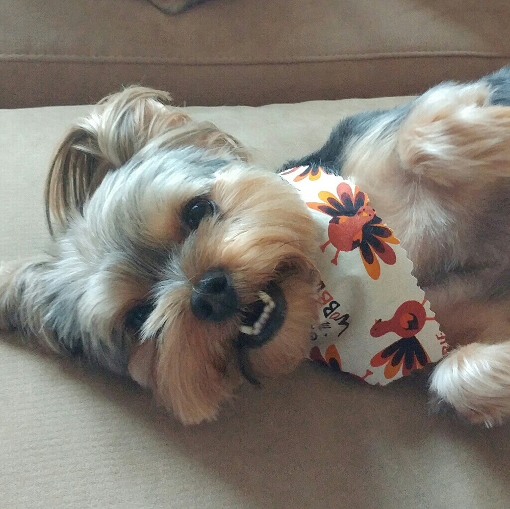 Meet your Posher, Liz