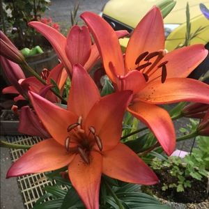 Meet your Posher, Christine