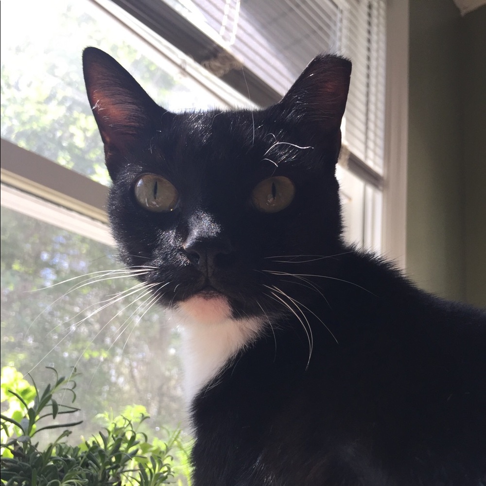 Meet your Posher, Vivian