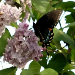 Meet your Posher, Alayna