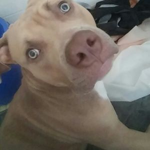 Meet your Posher, Brandi