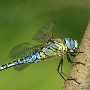 Meet your Posher, Deb