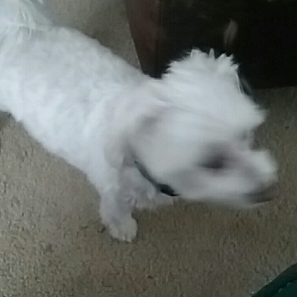 Meet your Posher, Xam