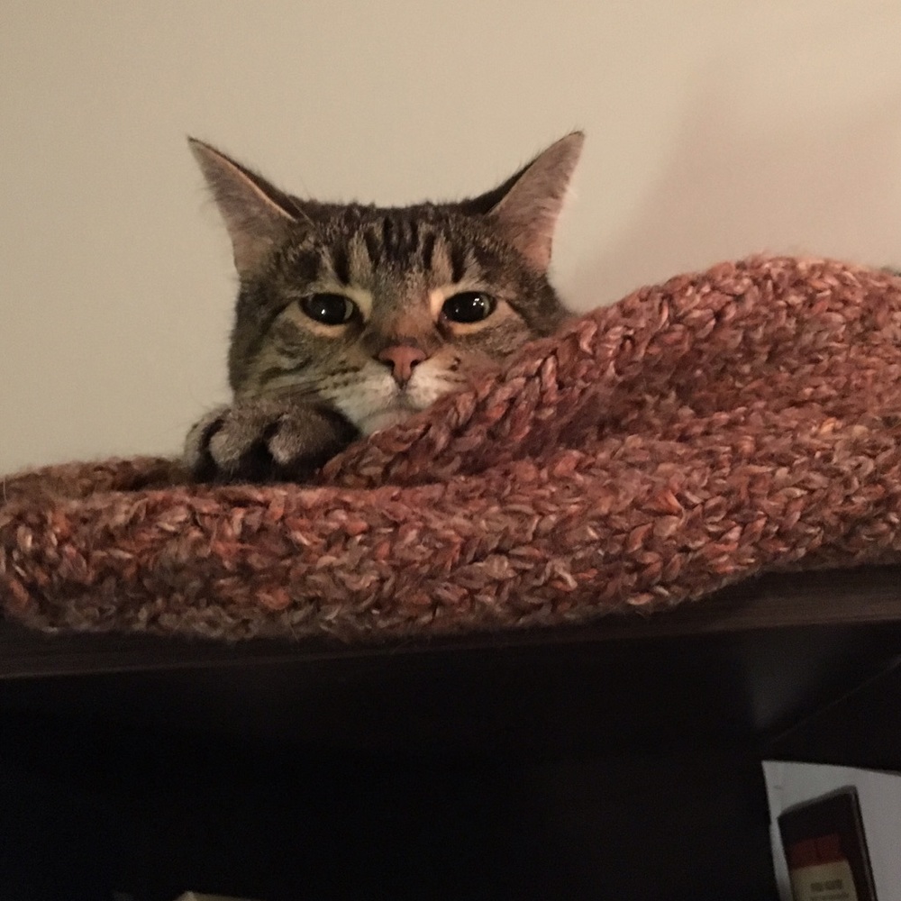 Meet your Posher, Lindsay