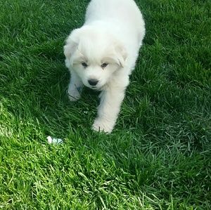 Meet your Posher, Natasha