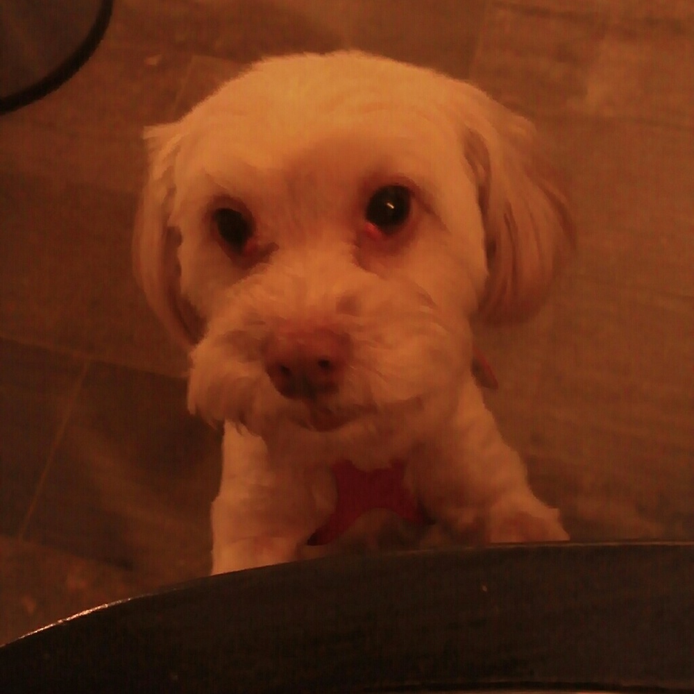 Meet your Posher, Amy