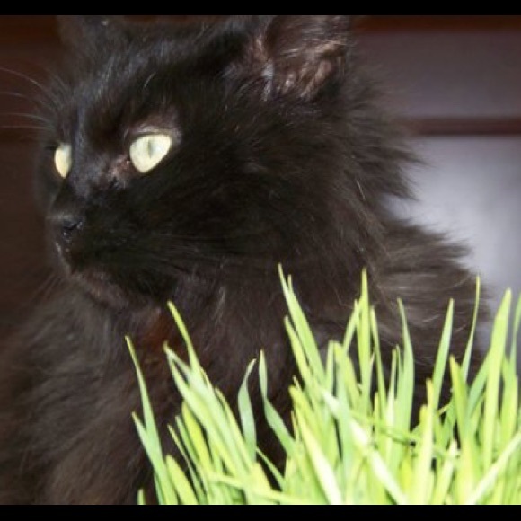 Meet your Posher, Laura 🐝 - Picture 2 of 13