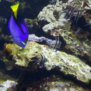 Meet your Posher, Anam