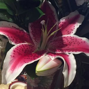 Meet your Posher, Tara