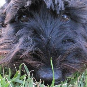 Meet your Posher, Dora