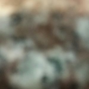 Meet your Posher, Queen