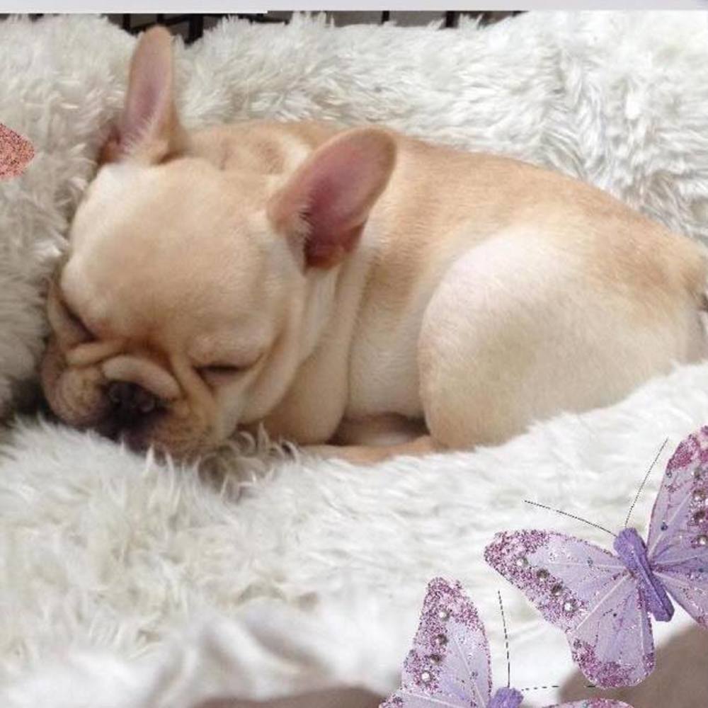 Meet your Posher, Toni