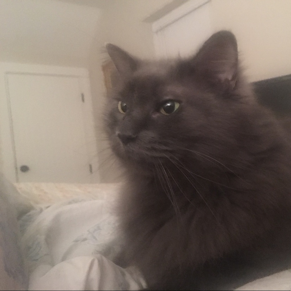 Meet your Posher, Randi