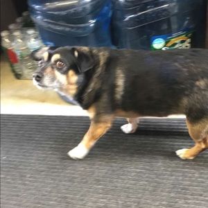 Meet your Posher, Susie