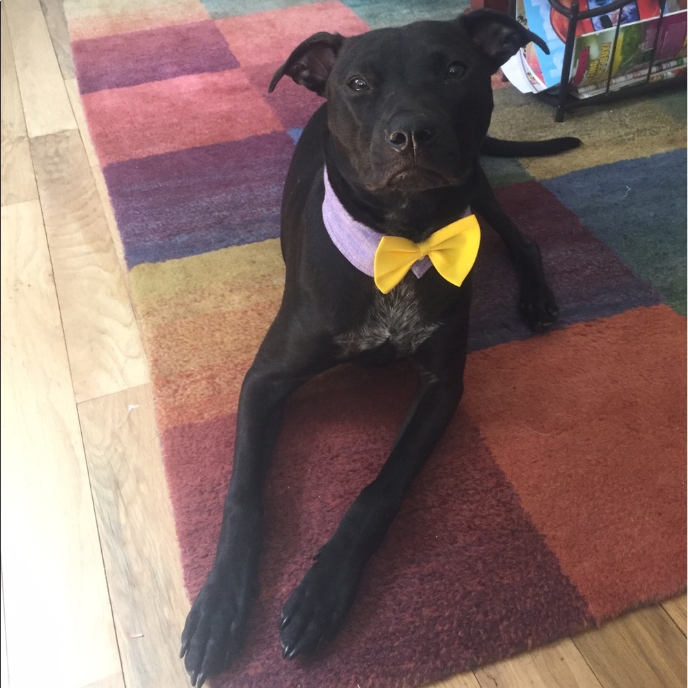 Meet your Posher, Kitty