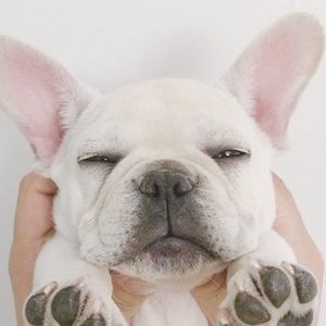 Meet your Posher, Ava