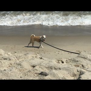 Meet your Posher, Polly