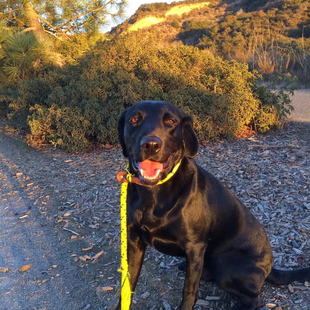 Meet your Posher, Maddy