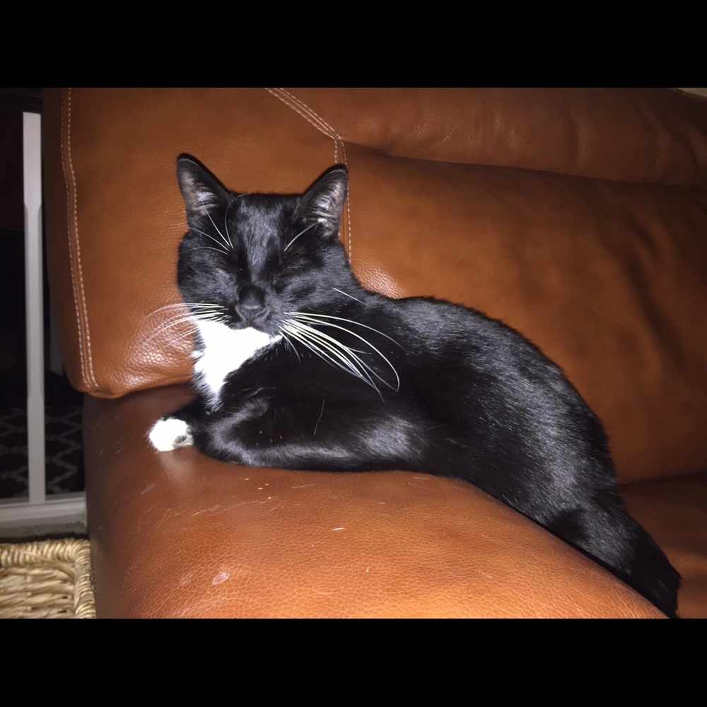 Meet your Posher, Patty