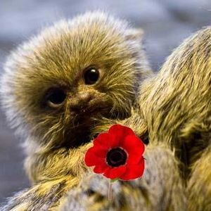 Meet your Posher, Joann